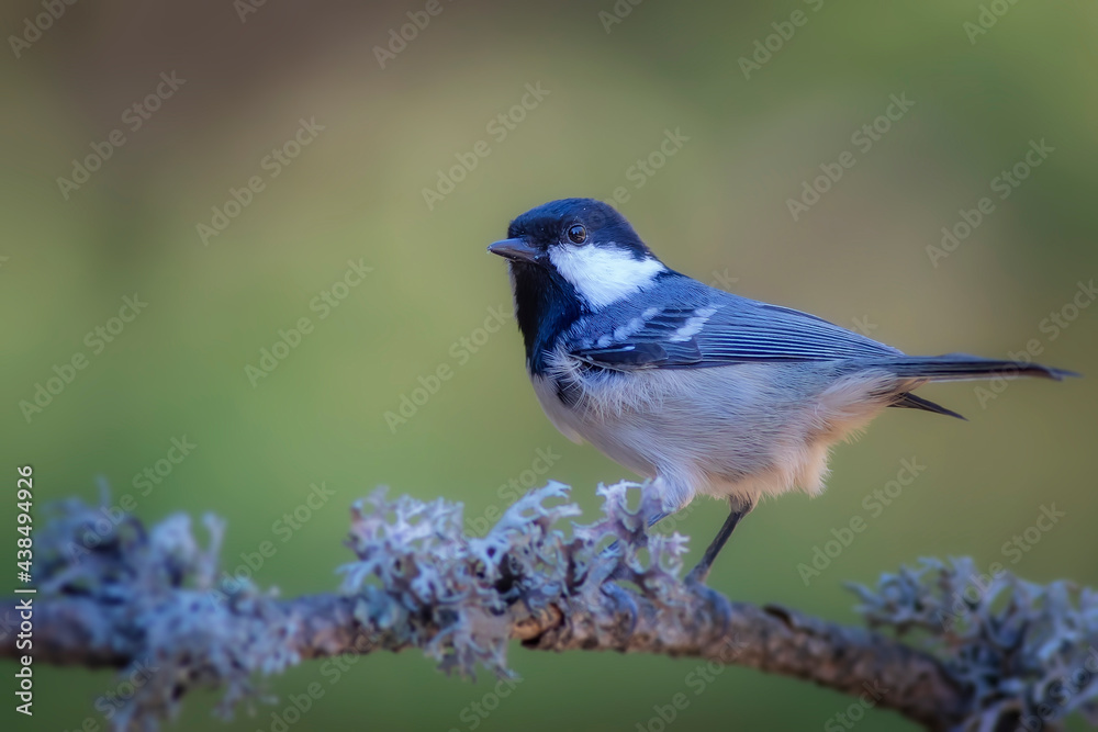 Obraz premium Cute little bird. Green nature background. Bird: Coal Tit. Periparus ater.