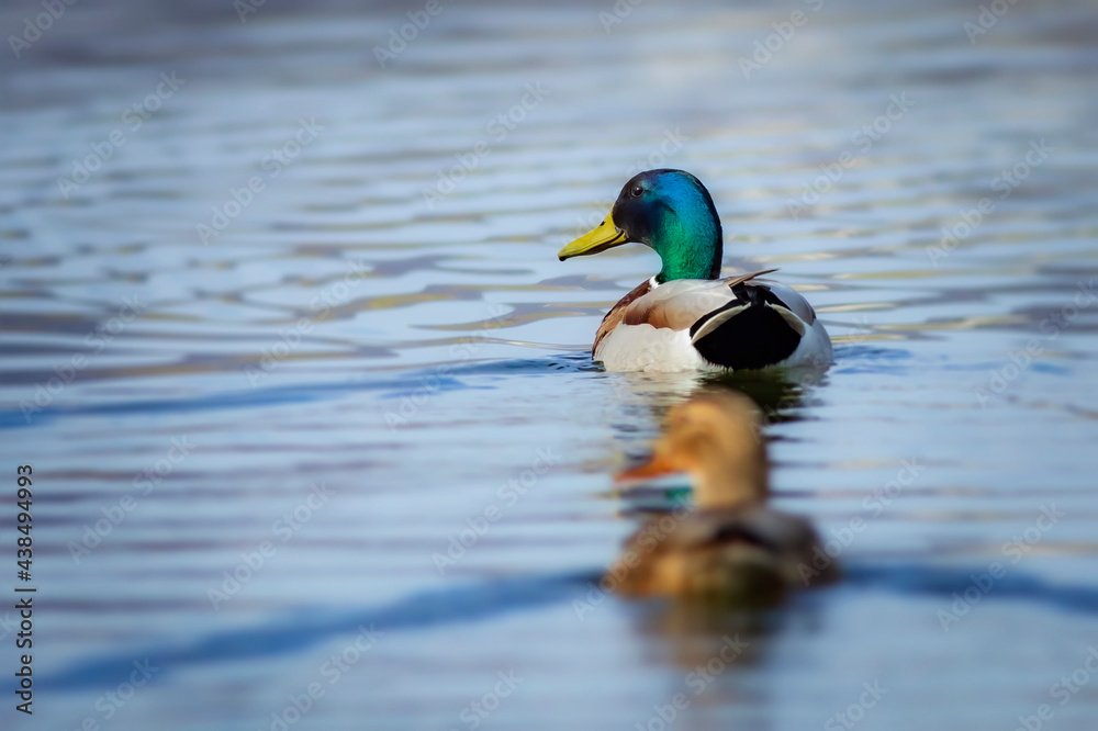 Swimming Mallarda. Colorful nature habitat background. Bird: Mallard. Anas platyrhynchos. Swimming Mallarda. Colorful nature habitat background. Bird: Mallard. Anas platyrhynchos.