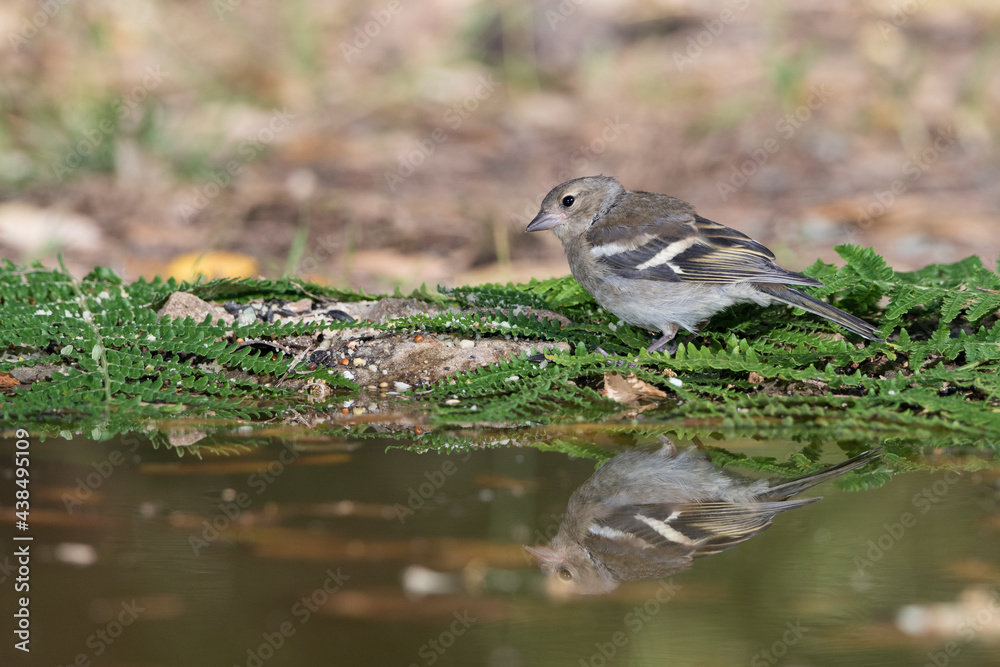 pinzón común (Fringilla coelebs) bebiendo en la charca del bosque pinzón común (Fringilla coelebs) bebiendo en la charca del bosque