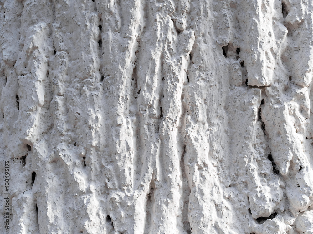 tree trunk treated with a mixture of lime, chalk or water-based paint tree trunk treated with a mixture of lime, chalk or water-based paint