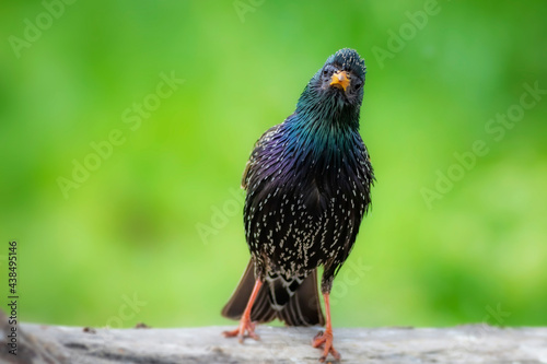 Quadro su tela Colorful bird Starling