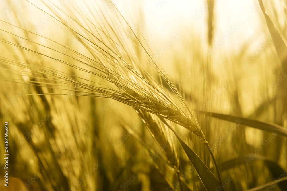 Ripe wheat spikes in the summer wheat field, wheat harvest in late summer, summer agricultural background Ripe wheat spikes in the summer wheat field, wheat harvest in late summer, summer agricultural background