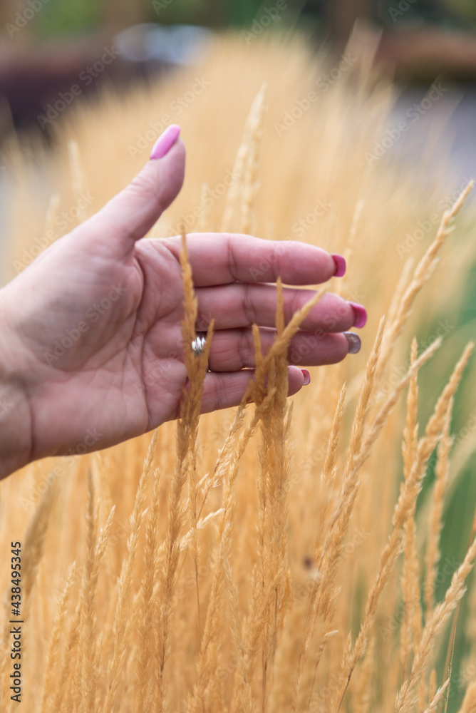 Woman's hand brushing tall grasses Woman's hand brushing tall grasses