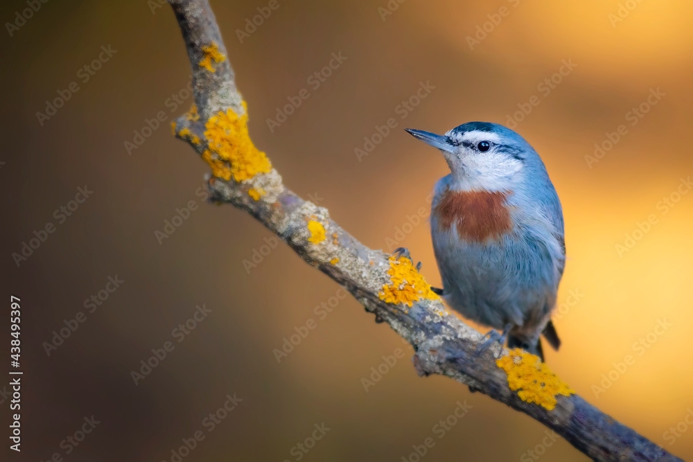 Obraz premium Cute little bird. Autumn nature background. Bird: Krupers Nuthatch. Sitta krueperi.