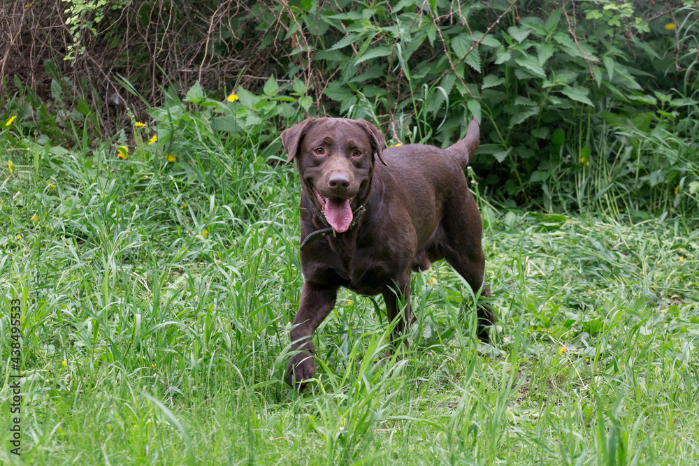 Cute chocolate labrador retriever puppy is standing on a green grass in the summer park and looking at the camera. Pet animals. Cute chocolate labrador retriever puppy is standing on a green grass in the summer park and looking at the camera. Pet animals.