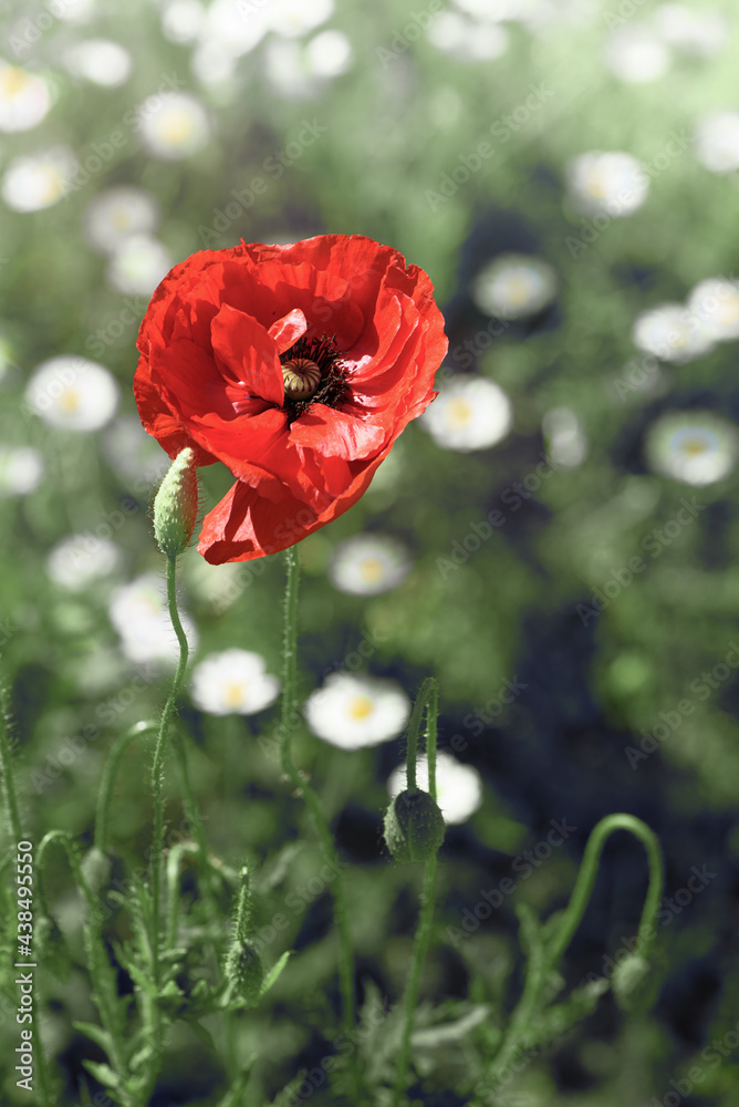 Wild red poppy flower on meadow. Closeup.