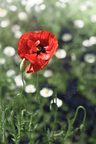 Obraz na płótnie Wild red poppy flower on meadow. Closeup. w salonie