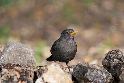 mirlo común (Turdus merula) en el estanque del parque 