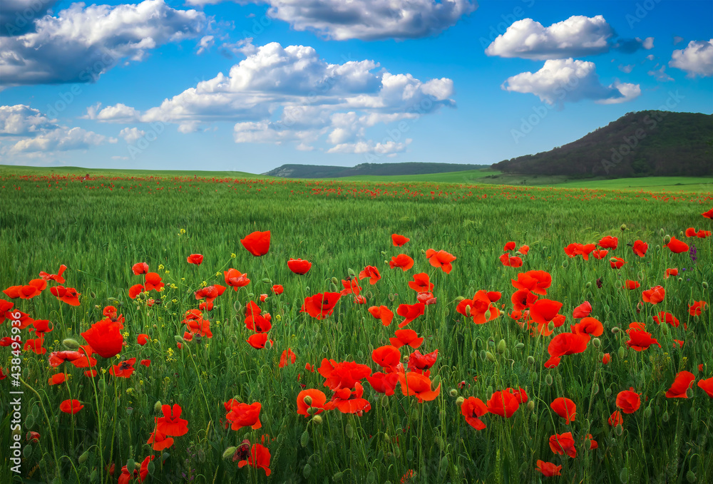 Amazing floral landscape with blooming red poppy, cloudy blue sky and mountain. Natural beauty and excellent colorful design background.