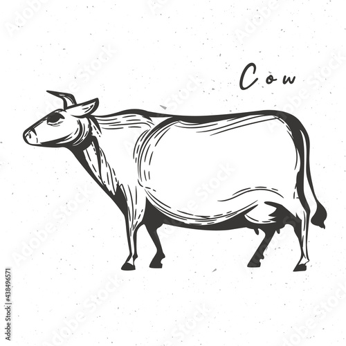 Cow icon. Cow vintage sketch isolated on white background. The farm animal designed for emblems, badges, posters. Vector illustration