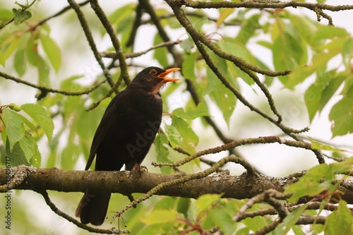 Amsel sitzt im Kirschbau und singt