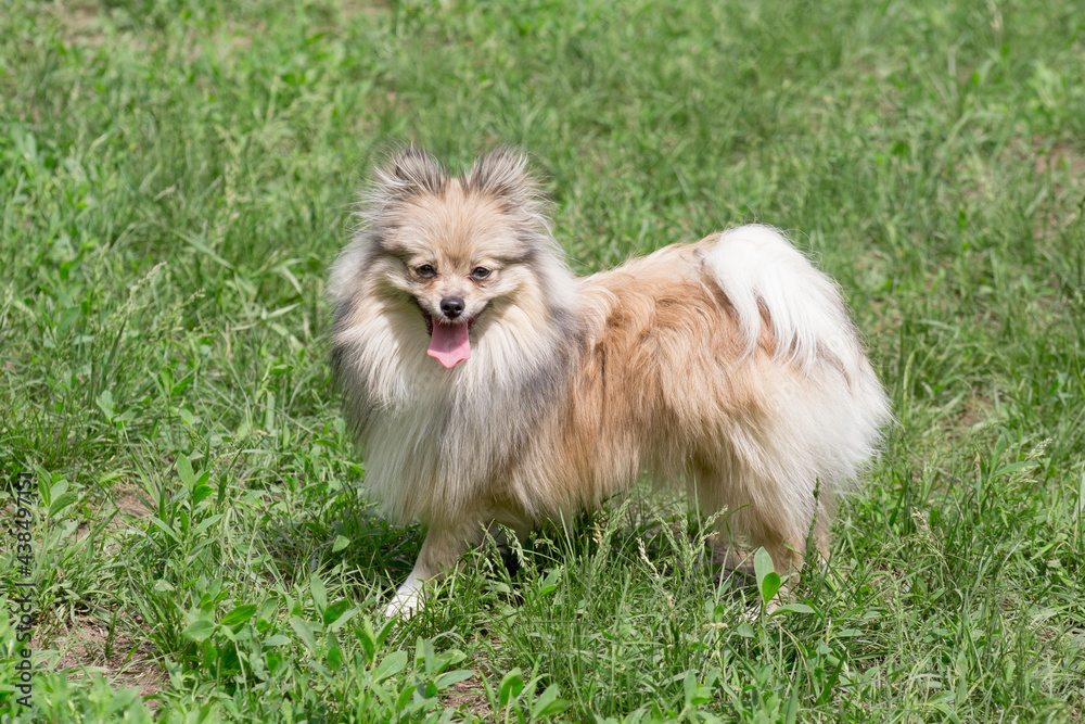 Cute german spitz puppy is standing on a green grass and looking at the camera. Pet animals. Cute german spitz puppy is standing on a green grass and looking at the camera. Pet animals.