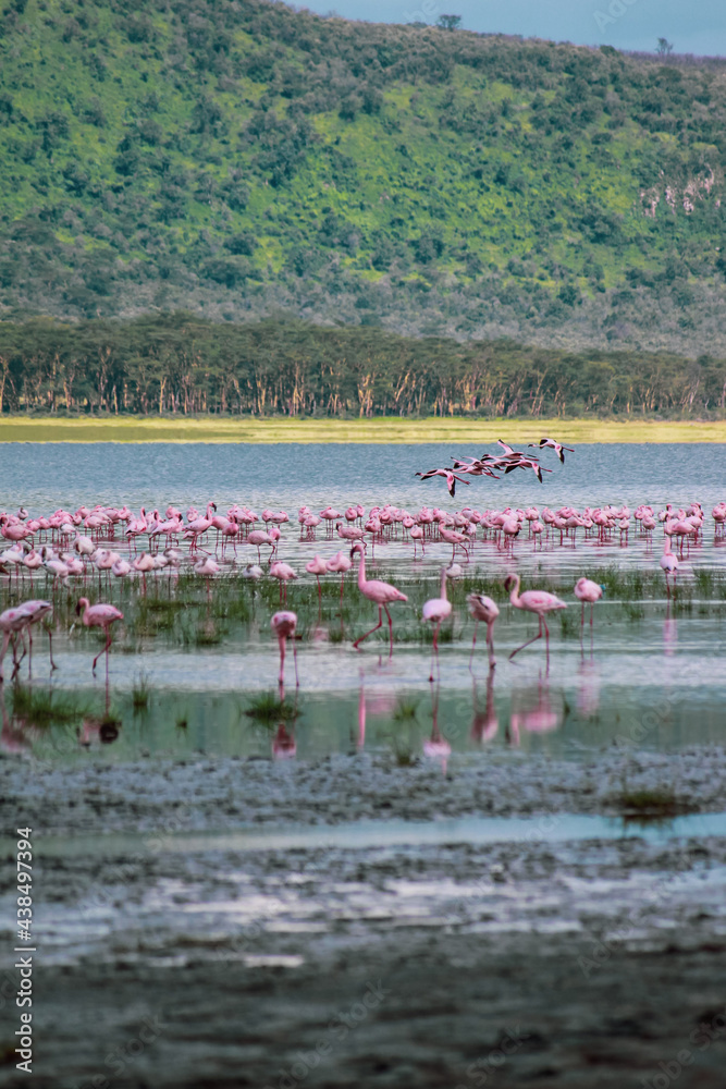 Fototapeta premium Nakuru National Park Safari Tour