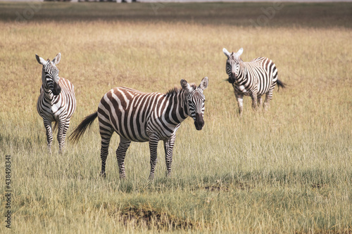 Nakuru National Park Safari Tour