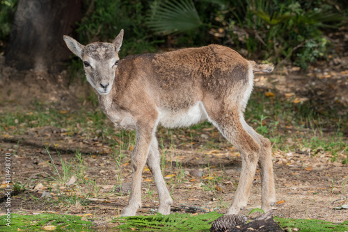 muflón común europeo juvenil en el bosque mediterráneo (Ovis orientalis musimon) 