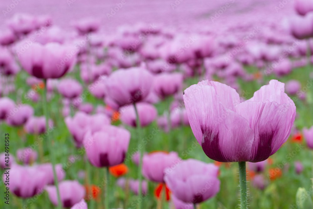 Violett-rosafarbene Blüte des Schlafmohns vor dem Hintergrund des Schlafmohnfeldes mit rotem Mohn Violett-rosafarbene Blüte des Schlafmohns vor dem Hintergrund des Schlafmohnfeldes mit rotem Mohn