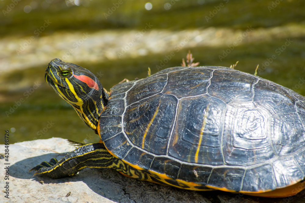 Obraz premium Turtle in the park. Close-up turtle. Animals in the botanical park. Little cute turtle near the lake.