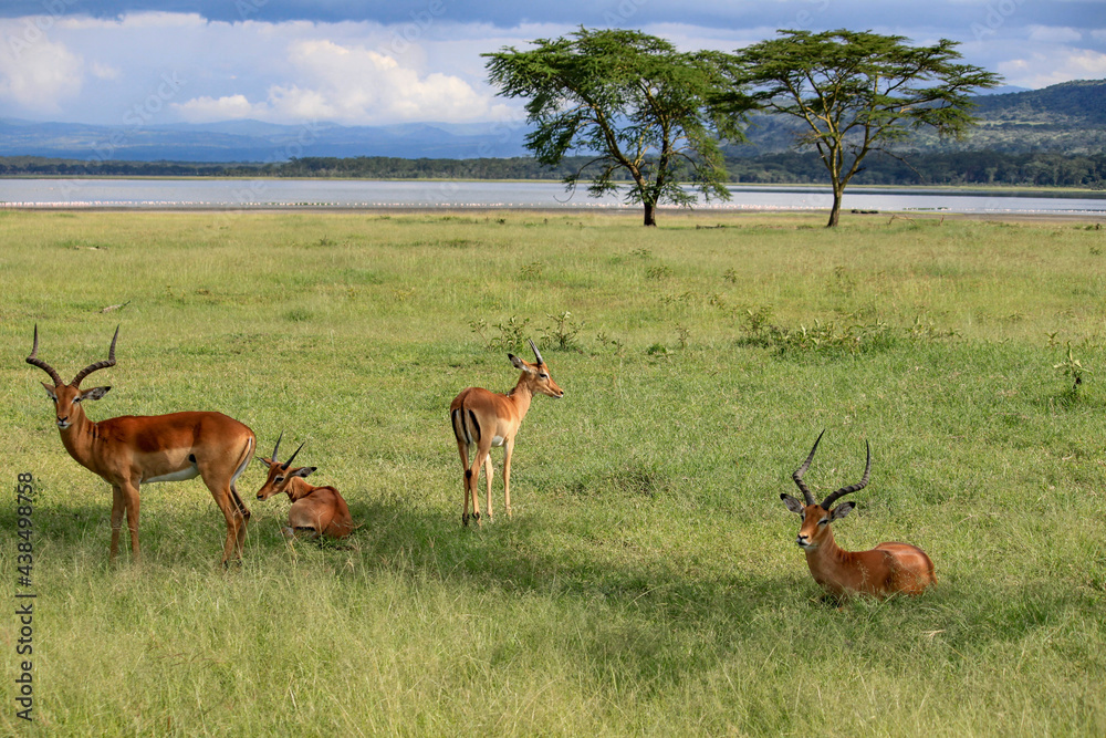 Naklejka premium Nakuru National Park Safari Tour