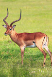 Nakuru National Park Safari Tour