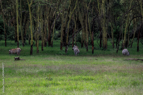 Nakuru National Park Safari Tour