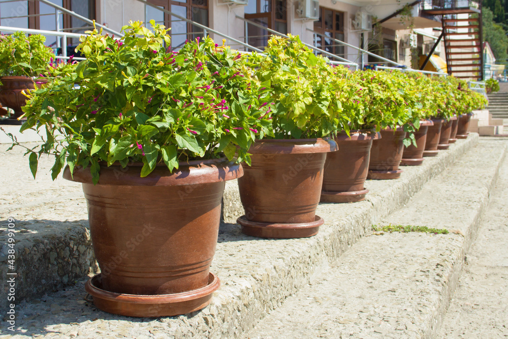 Clay flower pots with small purple flowers and green leaves. They stand in a row from left to right on one rung of the stairs in front of a pink building. In the background there is a staircase