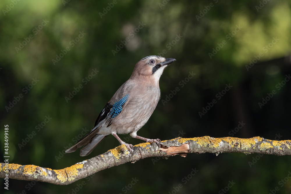 arrendajo euroasiático (Garrulus glandarius) posado en una rama con líquenes arrendajo euroasiático (Garrulus glandarius) posado en una rama con líquenes