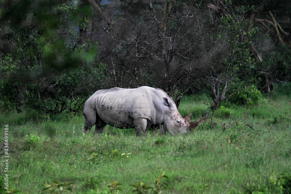 Obraz premium Nakuru National Park Safari Tour