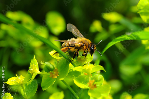 Naturfoto Impression mit Biene auf gelbgrüner Blüte von Wolfsmilch - Stockfoto