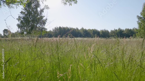 Low camer movemet over the wild meadow in summer morning. photo