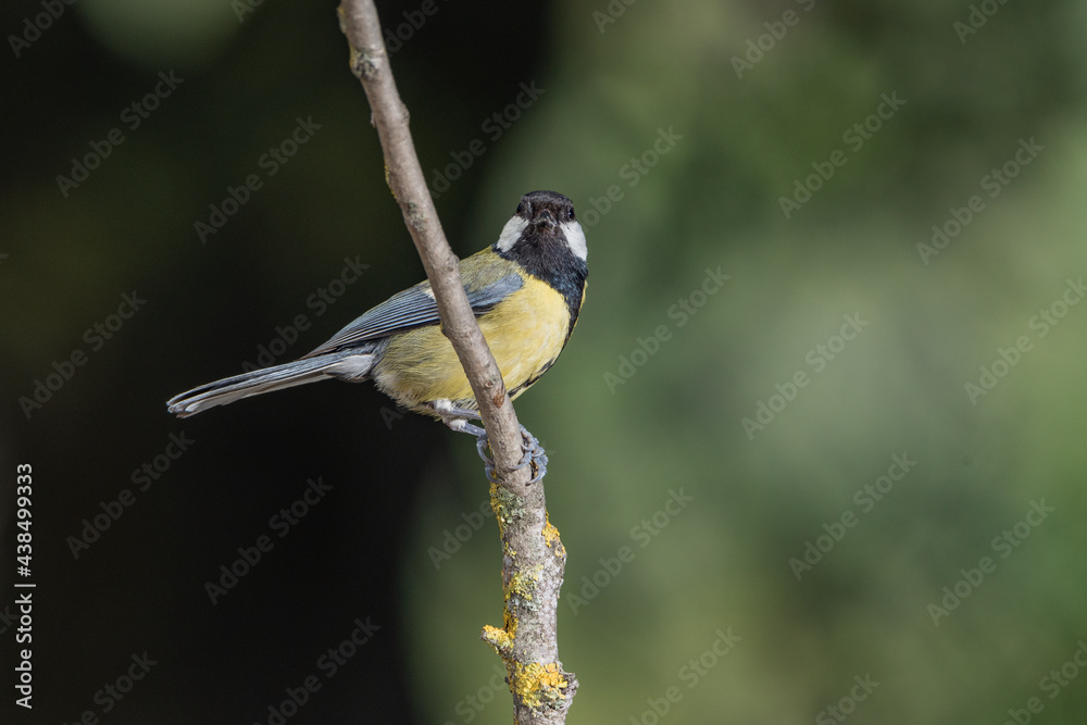 Naklejka premium carbonero común (Parus major) posado en una rama