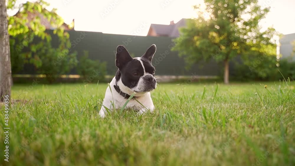 young happy funny french bulldog sitting on the lawn in the backyard at sunset. purebred dog, curious and cheerful catches insects. pet lies lawn on grass in nature. outdoors licks in park or garden