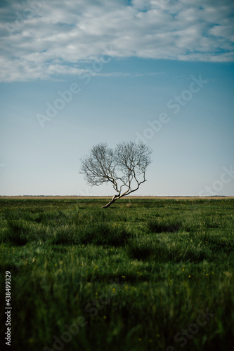Minimalistyczne drzewo pośród traw © Jakub