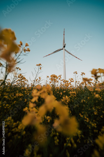 Turbina wiatrowa w rzepaku © Jakub
