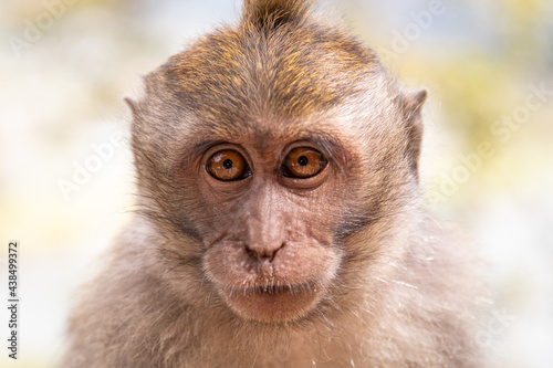 Ein junger Affe in Bali