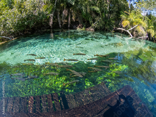 Fototapeta Naklejka Na Ścianę i Meble -  Transparent water river in Bonito MS. Sucuri River with fish & clear water