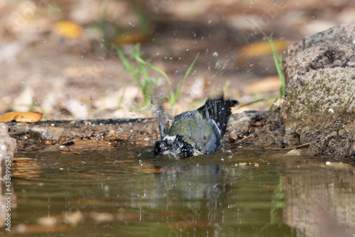 carbonero común (Parus major) bebiendo y bañandose en la charca 