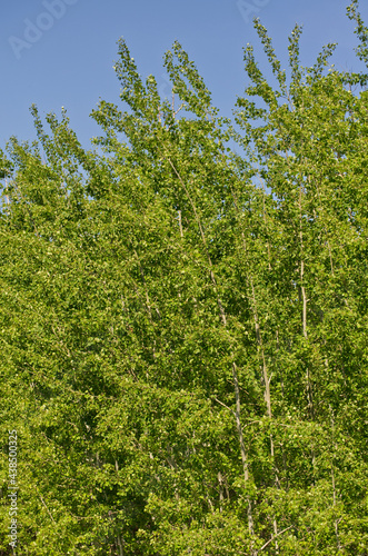 Green Trees against a Blue Sky