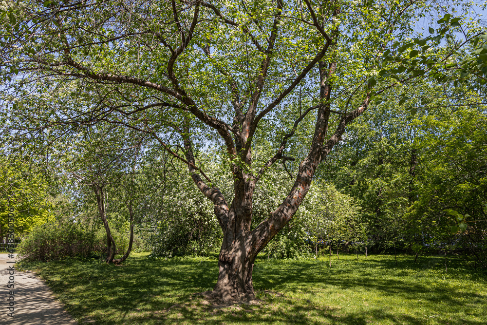 Bird cherry tree or Latin Prunus maackii also Padus maackii with white flowers and green leaves blooms in sunny spring day in the park Bird cherry tree or Latin Prunus maackii also Padus maackii with white flowers and green leaves blooms in sunny spring day in the park