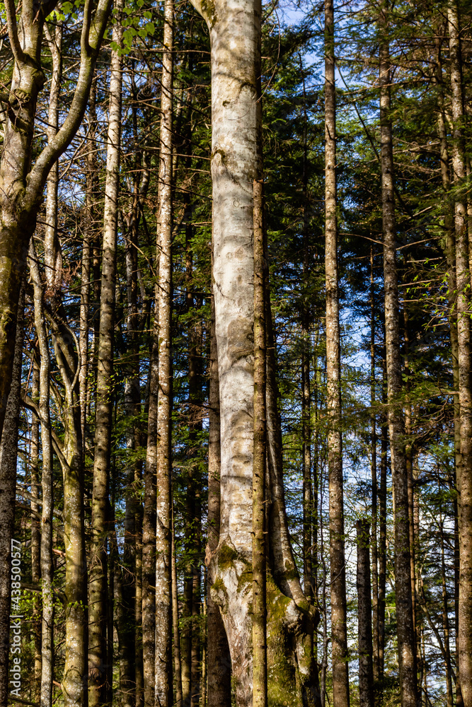 Trunks of coniferous trees among which the blue sky can be seen, in a mountain forest Trunks of coniferous trees among which the blue sky can be seen, in a mountain forest