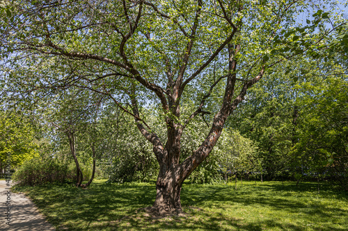 Bird cherry tree or Latin Prunus maackii also Padus maackii with white flowers and green leaves blooms in sunny spring day in the park