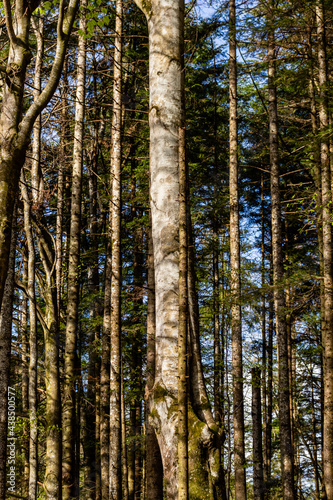 Trunks of coniferous trees among which the blue sky can be seen, in a mountain forest