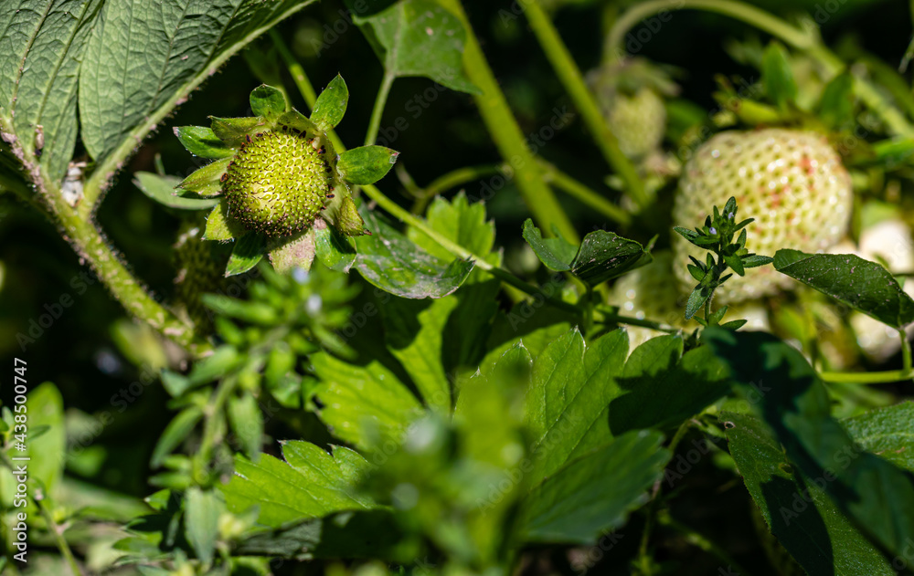 Green strawberry, unripe in the village garden, photographed with selective focus; the concept of home gardening Green strawberry, unripe in the village garden, photographed with selective focus; the concept of home gardening