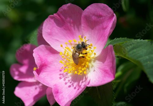 bee on a flower