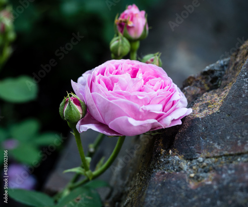 Pink roses blooming in Princess Diana Memorial Garden, Kensington Palace - London, UK photo