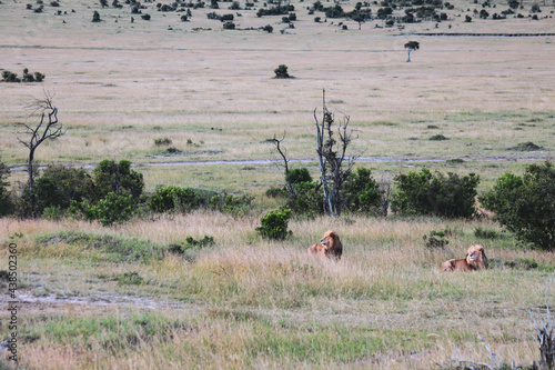 Maasai Mara National Park Safari Tour