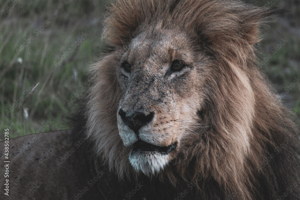 Fototapeta premium Maasai Mara National Park Safari Tour