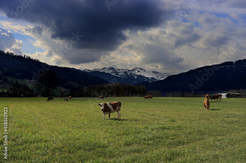 Plaffeien. Fribourg alps with cows and mountains (Kaiseregg).