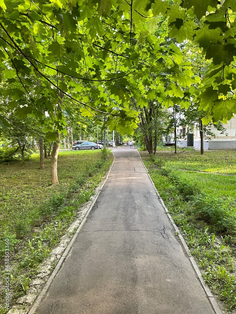 The city park. The green alley. 