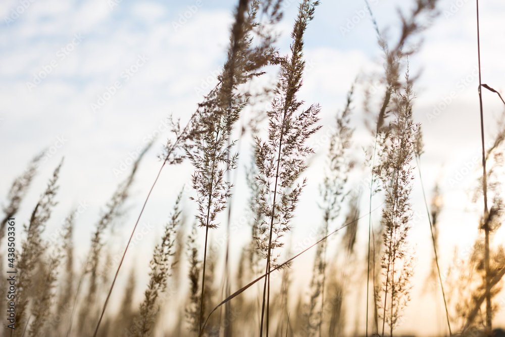 Dry grass-panicles of the Pampas against the sky. Nature, decorative wild reeds, ecology Dry grass-panicles of the Pampas against the sky. Nature, decorative wild reeds, ecology