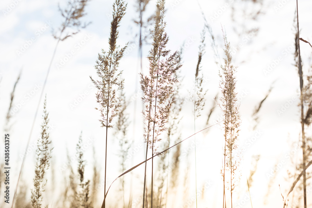 Obraz premium Dry grass-panicles of the Pampas against the sky. Nature, decorative wild reeds, ecology